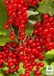 Саджанець Agro-Market Порічка (смородина) червона Августус пізній термін дозрівання) 1 шт. в пакуванні (23391) - мініатюра 2