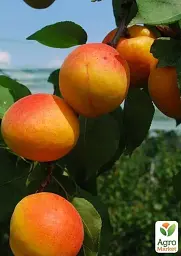 Саджанець Agro-Market Абрикос Бушеран (летний сорт, поздний срок созревания) 1 шт. в упаковці (101856) - мініатюра 2