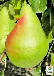 Саджанець Agro-Market Груша Смерічка (зимовий сорт, пізній термін дозрівання) 1 шт. в упаковці (178398) - мініатюра 2