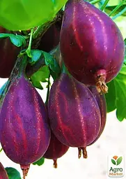 Саджанець Agro-Market Аґрус Серенада (пізній термін дозрівання, сорт високозімостойкий) 1 шт. в пакуванні (46079) - мініатюра 2