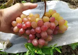 Саджанець Agro-Market Виноград Сатурн (кишмиш, ранній термін дозрівання, морозостійкість до -32⁰С) 1 шт. в пакуванні (48794) - мініатюра 2