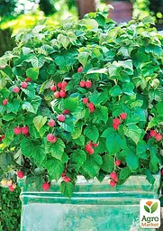 Саджанець Agro-Market Малинове дерево Євразія 1 шт. в пакуванні (178534) - мініатюра 3