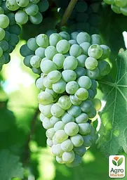 Саджанець Agro-Market Виноград Совіньон Блан (Sauvignon Blanc) винний сорт, середній термін дозрівання) 1 шт. в пакуванні (44318) - мініатюра 2