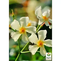 Саджанець Agro-Market Трахелоспермум Jasminoides висота 50 см (179798) 1 шт. - мініатюра 3