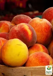 Саджанець Agro-Market Персик колоновидний помаранчевий із засмагою на сонячному боці Сувенір (Souvenir) (преміальний середньостиглий сорт) 1 шт. в упаковці (21352) - мініатюра 4