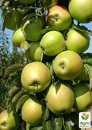 Саджанець Agro-Market Яблуня колоновидна Білосніжка (осінній сорт, пізній термін дозрівання) 1 шт. в упаковці (35440) - мініатюра 3