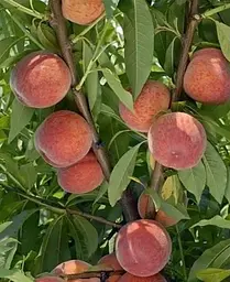 Саджанець Agro-Market Персик Посол Миру (літній сорт, середній термін дозрівання) (25773) 1 шт. в упаковці - мініатюра 3