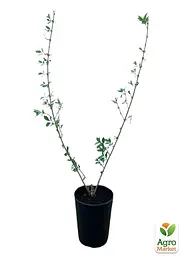 Саджанець Agro-Market Форзиція 3х літня Goldzauber (С3, висота 40-60 см) (103387) - мініатюра 2