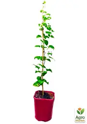 Саджанець Agro-Market Клематис 3-х річний My Darling С2 (61678) - мініатюра 2