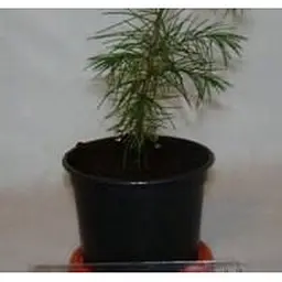 Саджанець Agro-Market Кедр Гімалайський (Cedrus Deodara) (50741) - мініатюра 2
