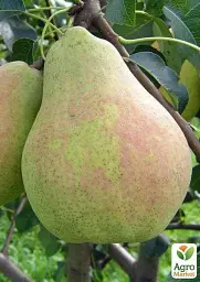 Саджанець Agro-Market Груша Марія (зимовий сорт, пізній термін дозрівання) 1 шт. в упаковці (35452) - мініатюра 5