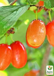 Саджанець Agro-Market Кизил Кораловий Марка (ранній термін дозрівання) 1 шт. в пакуванні (178401) - мініатюра 2