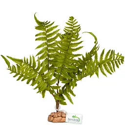 Штучна рослина, папороть Terrario 32x15x32см (330) - мініатюра 3