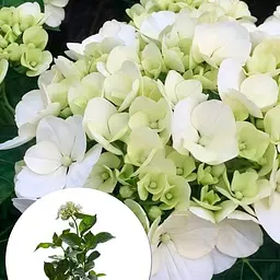 Гортензія крупнолиста 2-річна "White Spirit" висота саджанця 20-40см (186194) 1 саженец - мініатюра 3