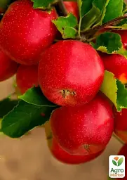 Саджанець Agro-Market Яблуня Розелла (зимовий сорт, пізній термін дозрівання) 1 шт. в упаковці (178101) - мініатюра 2