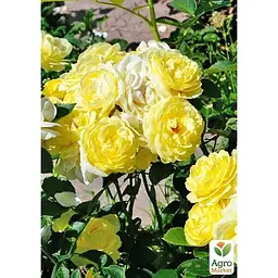 Троянда флорибунда Agro-Market Golden Border саджанець класу АА+ вищий сорт 1 шт. в упаковці (177028) - мініатюра 2