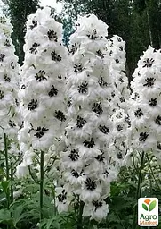 Саджанець Agro-Market Дельфініум гібридний White Dark Bee (182205) - мініатюра 2