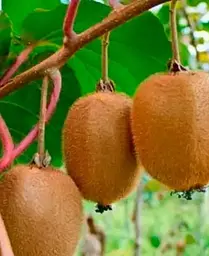 Саджанець Agro-Market Ківі Бруно (один з кращих сортів) (35893) 1 шт. в упаковці - мініатюра 3