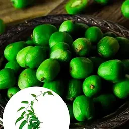 Саджанець Agro-Market Актинідія Київська великоплідна (міні-ківі, морозостійкий сорт, пізній термін дозрівання) (44815) 1 шт. в упаковці - мініатюра 6