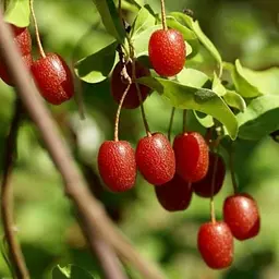 Саджанець Agro-Market Гумі темно-червоний Бароко (Baroque) преміальний самозапильний сорт) 1 шт. в пакуванні (49965) - мініатюра 2