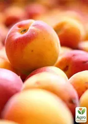 Саджанець Agro-Market Абрикос колоновидний помаранчевий із засмагою на сонячному боці Радості життя (Joy of life) (преміальний пізньостиглий сорт) 1 шт. в упаковці (45792) - мініатюра 5