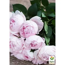 Троянда флорибунда Agro-Market Peony Pink Пиони Пінк 1 шт. в упаковці (51249) - мініатюра 2
