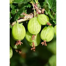 Саджанець Agro-Market LMTD Аґрус Hinnonmaki Green (сортовий, укорінений) висота 50-70см з Нідерландів 1 шт. в упаковці (184891) - мініатюра 2
