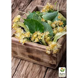 Саджанець Agro-Market Липа світло-зелена Королівська (дуже ароматний сорт) (23893) - мініатюра 3