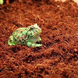 Тропічний субстрат Komodo Tropical Terrain 6 л (U46015) для терраріумів із високою вологістю - мініатюра 6