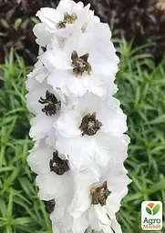 Саджанець Agro-Market Дельфініум гібридний White Dark Bee (182205) - мініатюра 3