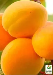 Саджанець Agro-Market Абрикос Ледана 1 шт. в упаковці (35791) - мініатюра 3
