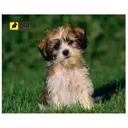 Килимок для миші Podmyshku Кудлате щеня (Кудлатий песик)