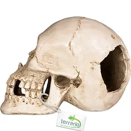 Декорація череп людини Terrario Human Skull XL 15x10x9см (161012) - мініатюра 6