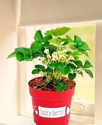 Саджанець Agro-Market LMTD Полуниця Lucky Berry (висота 20-30 см, горщик С5) ремонтантна 2-х річна 5 саджанців (180020) - мініатюра 2