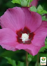 Гібіскус сирійський 2-х річний "Flower Tower Ruby" С1,5 висота 30-40 см (189909) 1 саженец - мініатюра 2
