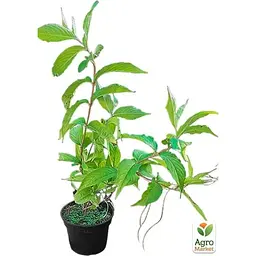 Саджанець Agro-Market Вейгела квітуча 2-річна Golden Jeans С2 висота 20-40 см (153744) 1 шт. в упаковці - мініатюра 4