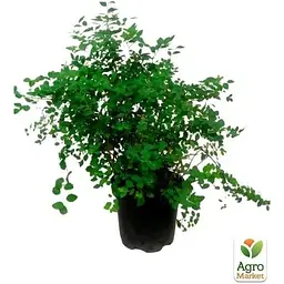 Саджанець Agro-Market Спирея японська 2-х річна Little Princess вазон С2 висота 20-40 см (93723) 1 шт. в упаковці - мініатюра 3