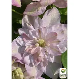 Саджанець Agro-Market Клематис Innocent Blush (повторноквітучий сорт) (38362) 1 шт. в упаковці - мініатюра 2