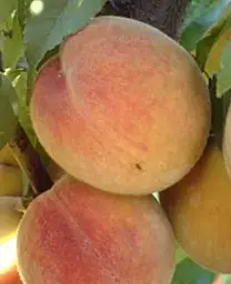 Саджанець Agro-Market Персик Золотий Ювілей (літній сорт, середньостиглий термін дозрівання) (15916) 1 шт. в упаковці - мініатюра 2