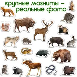 Магнітний набір Magdum Лiсові мешканці (ML4031-29 EN) - мініатюра 2