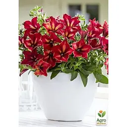 Саджанець Agro-Market Петунія ампельна Crazytunia Mandeville (контейнер №10 висота 10-15 см) (49147) 1 шт. в упаковці - мініатюра 2