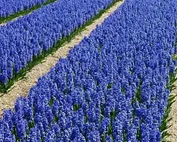 Лаванда Agro-Market Loddon Blue англійська вузьколиста 1 саджанець в упаковці (44328) - мініатюра 2
