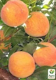 Саджанець Agro-Market Персик T-3 Вайн Голд (літній сорт, середньопізній термін дозрівання) 1 шт. в упаковці (25787) - мініатюра 3