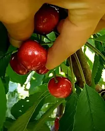 Саджанець Agro-Market Черешня Мелітопольська чорна великоплідна (літній сорт, ранньо-середній термін дозрівання) 1 шт. в упаковці (15779) - мініатюра 2