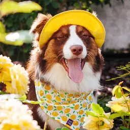 Панама для собак Hat-Dog жовта (XL) - мініатюра 2