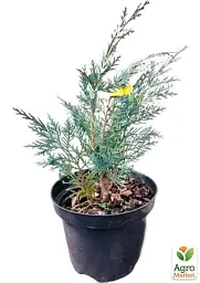 Саджанець Agro-Market Кипарисовик 2-річний Лавсона Columnaris вазон С1.5 висота 20-30 см 1 шт. в упаковці (102163) - мініатюра 3