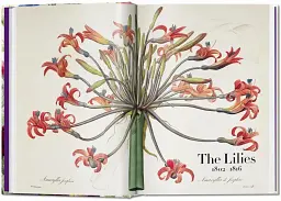 Redouté. The Book of Flowers - мініатюра 2