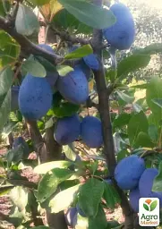 Саджанець Agro-Market Слива Венгерка (пізній термін дозрівання) 1 шт. в упаковці (36759) - мініатюра 3