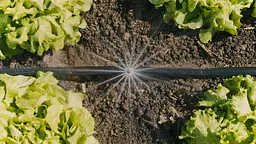 Мікронасадка Gardena Micro-Drip-System секторна 360°, 5 шт (13322-20) - мініатюра 4