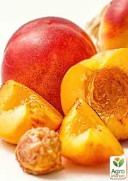 Саджанець Agro-Market Нектарин Ред Голд (лисий персик, літній сорт, середній термін дозрівання) 1 шт. в упаковці (21366) - мініатюра 2
